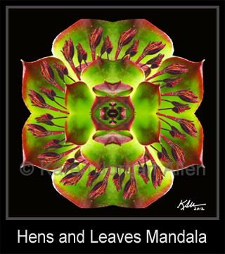 Hens and Leaves Mandala