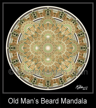 Old Man's Beard Mandala