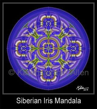 Siberian Iris Mandala